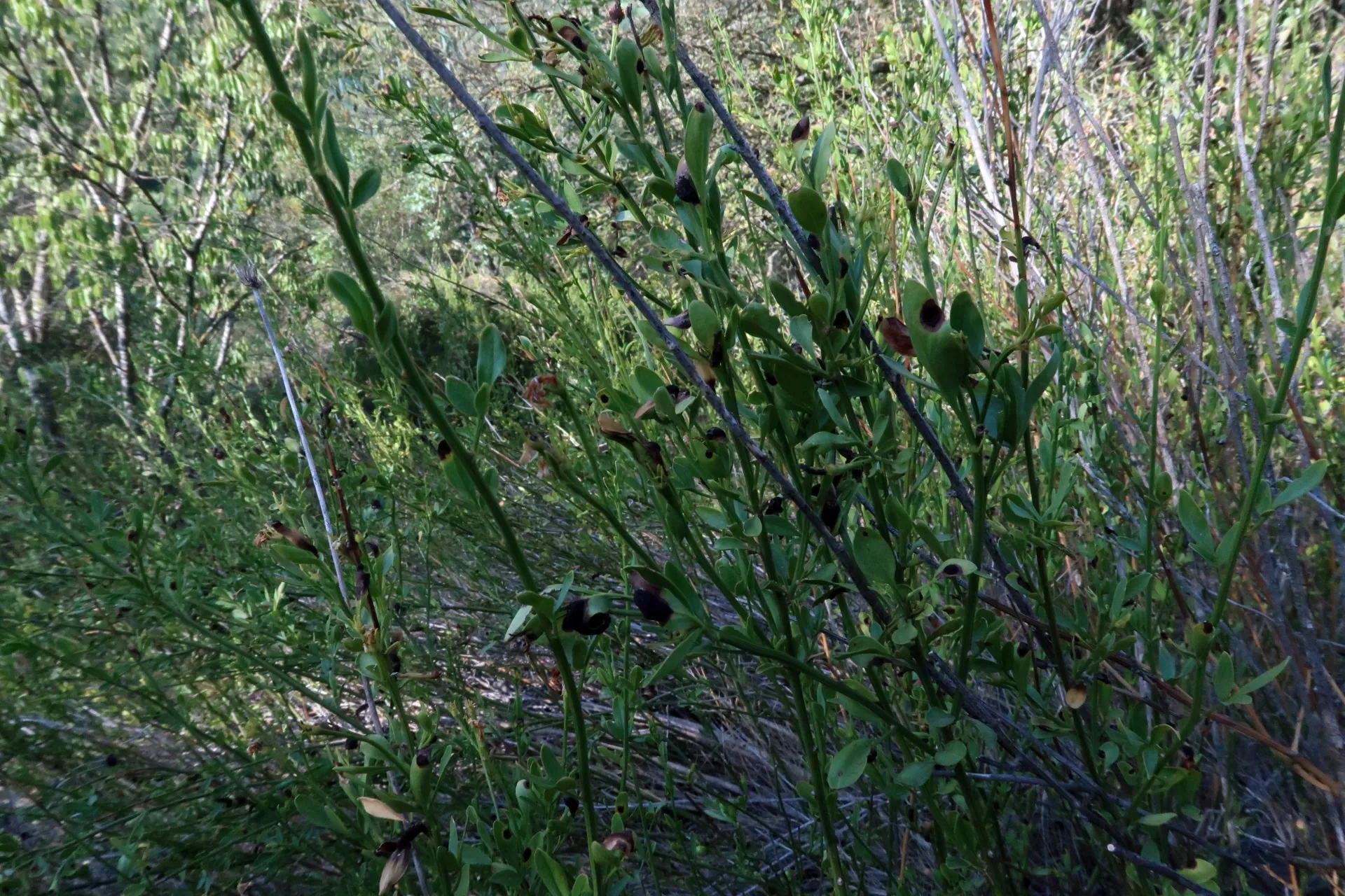 Puccinia jasmini - 1 - IMG_3403